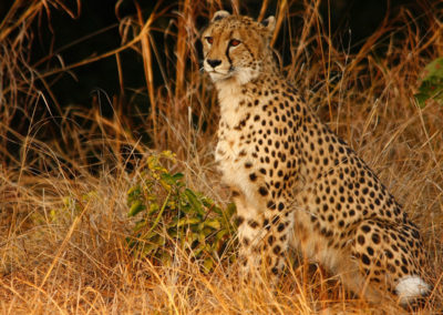 mukambi safari cheetah 