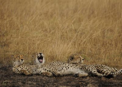 mukambi safari cheetah