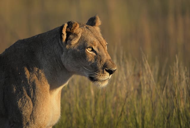 zambia safari locations