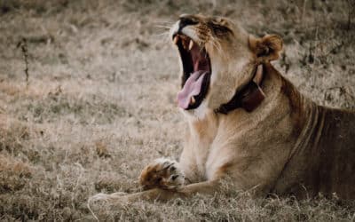 All in all, a wild time at Busanga Plains Camp