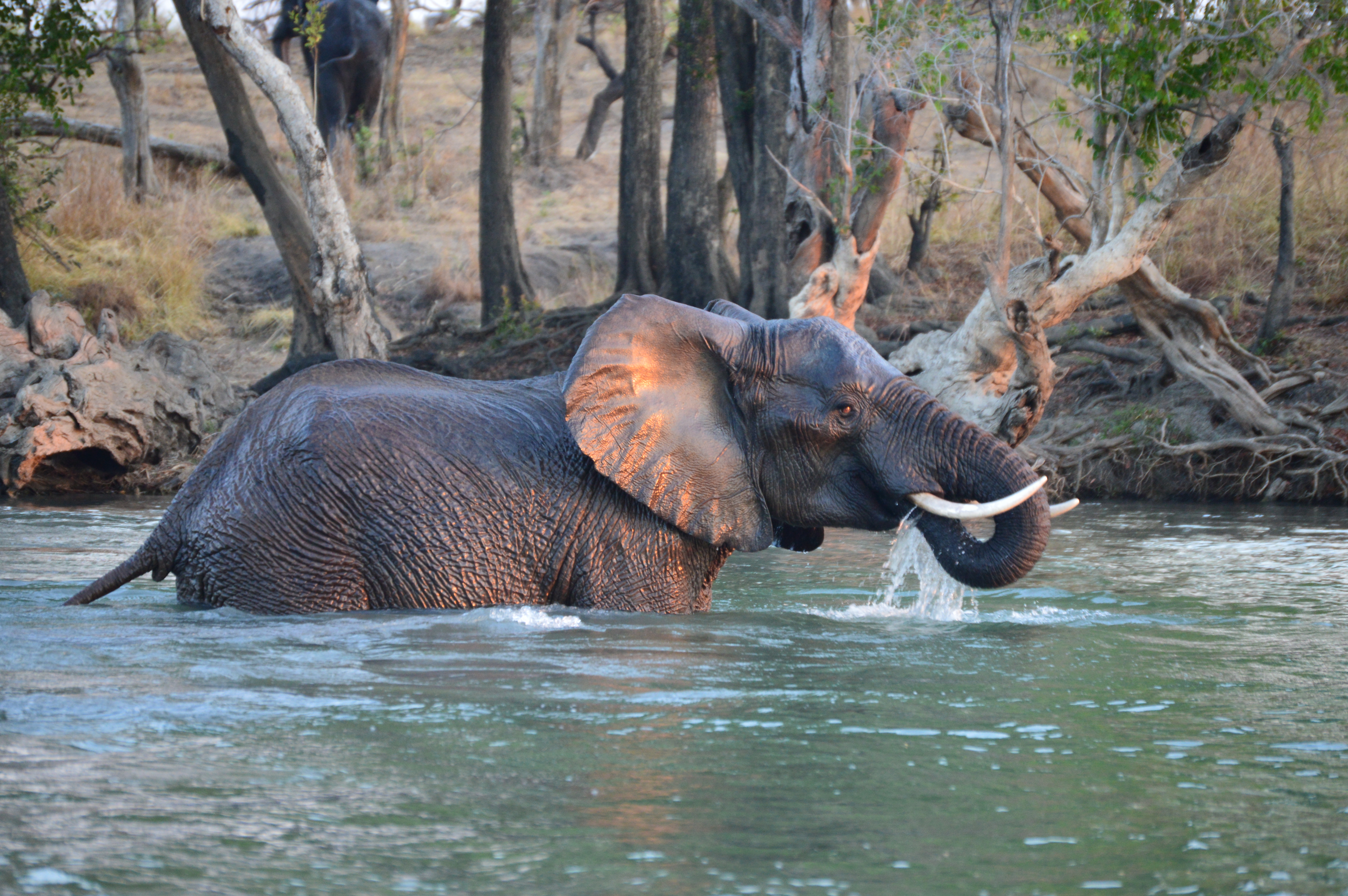 mukambi safari elephant