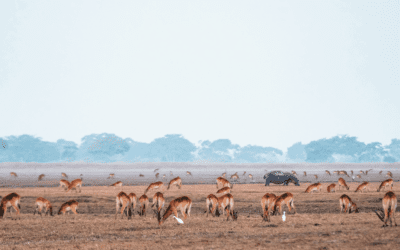 Embarking on an Unforgettable Winter Safari in Kafue National Park with Mukambi Safaris