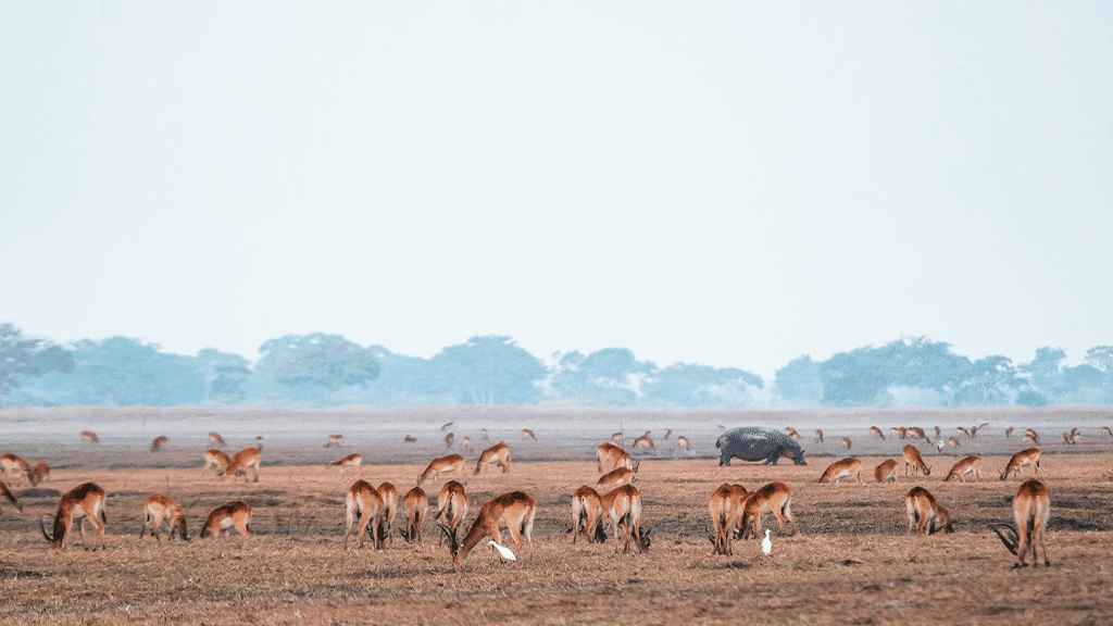 unforgettable winter safari