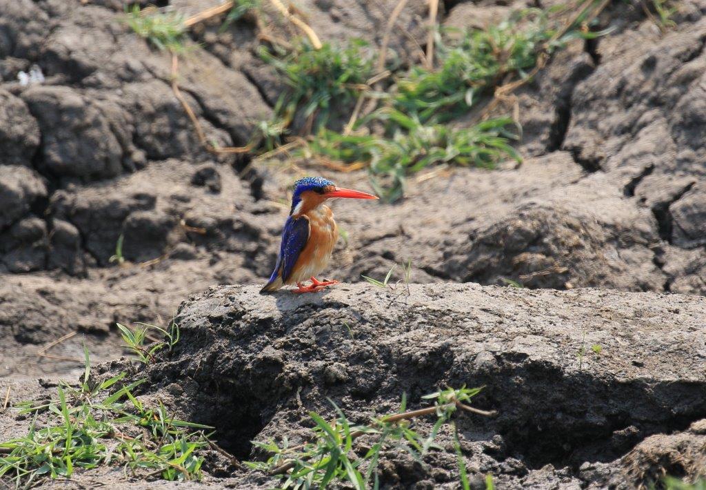 mukambi safari kingfisher