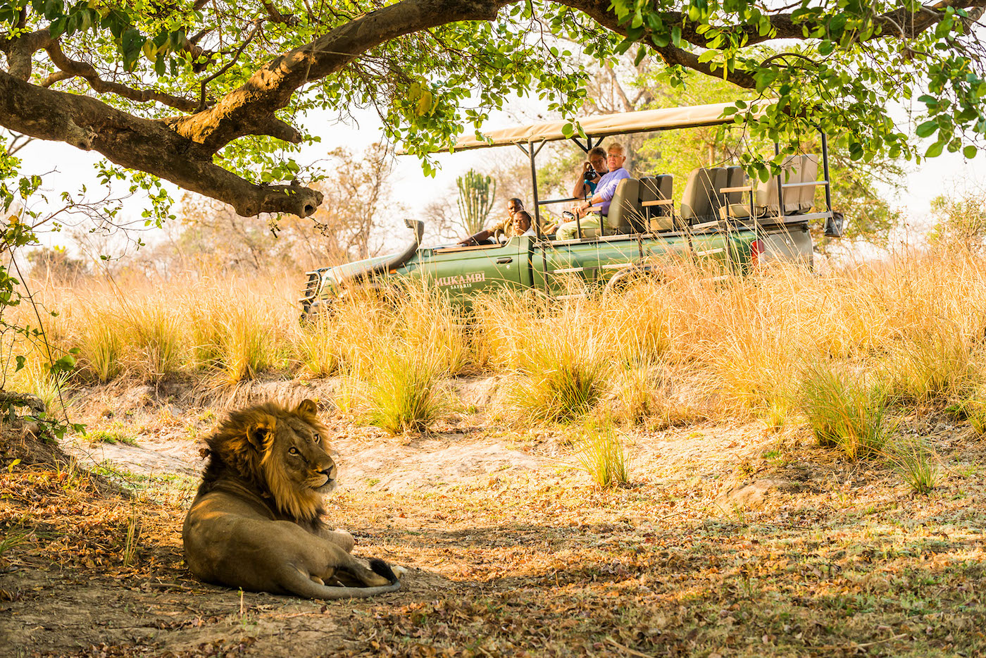mukambi safari guides and guests looking at a lion
