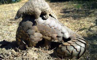 Plight of the Pangolin