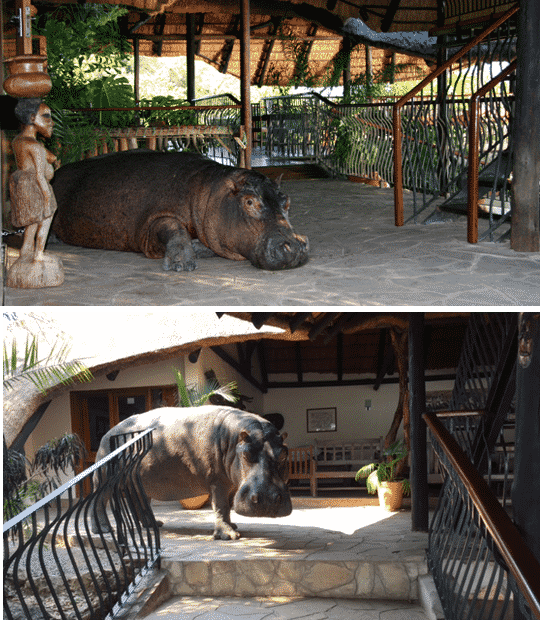 basil-in-lodge-2