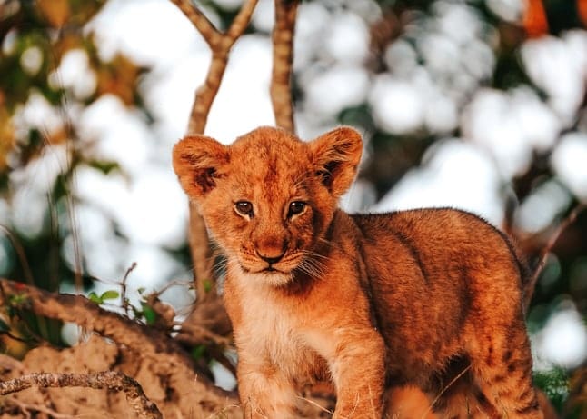 Exlplore Kafue Blog Img2