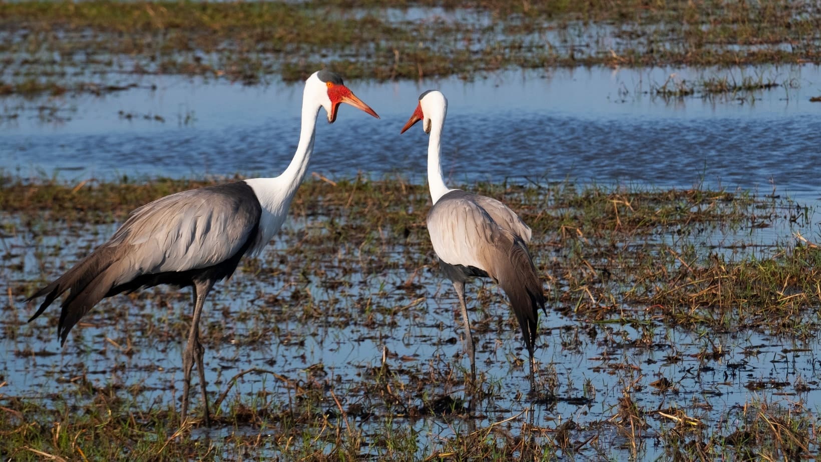 exlplore-kafue-blog-img6