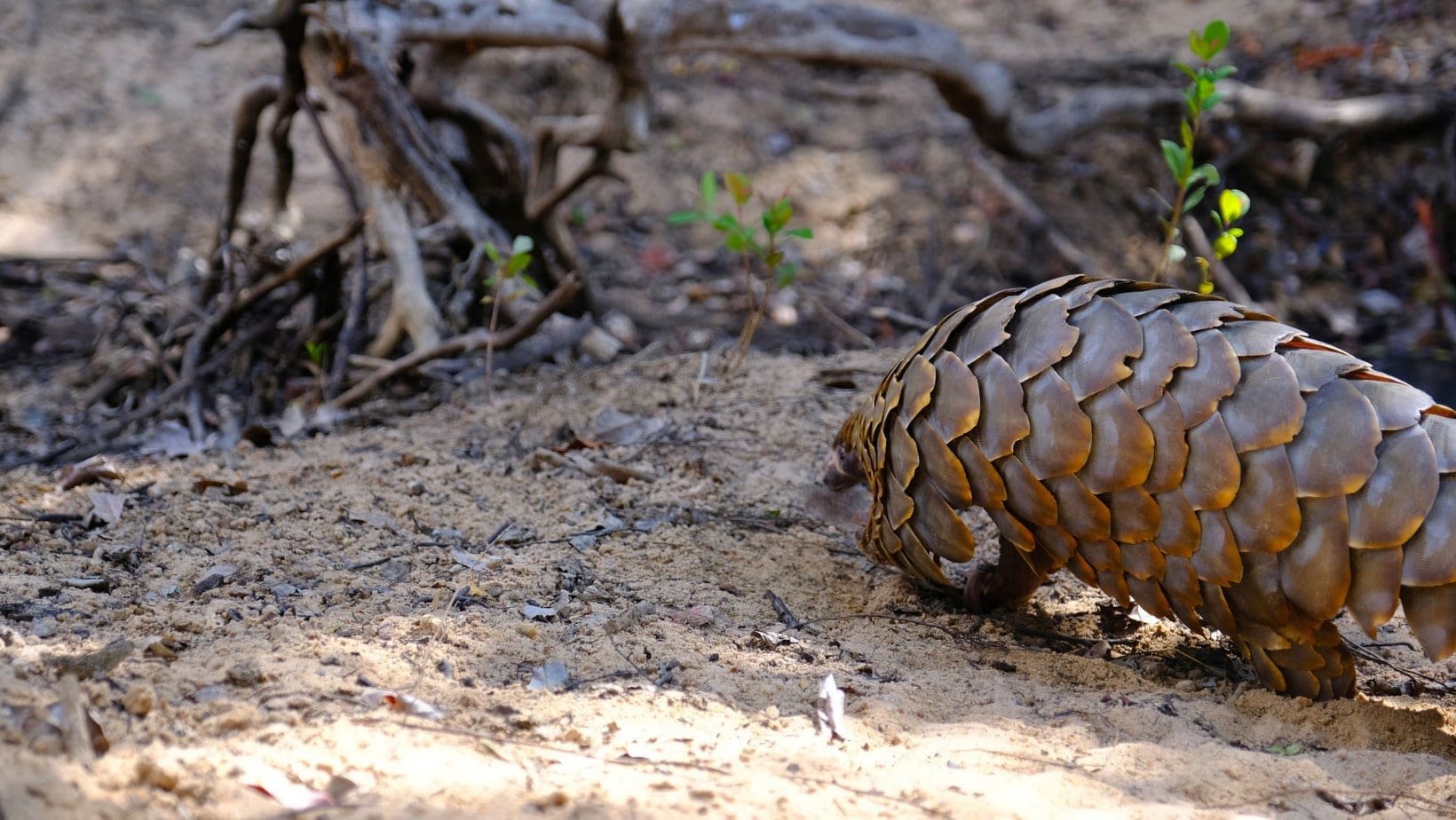 exlplore-kafue-blog-img8