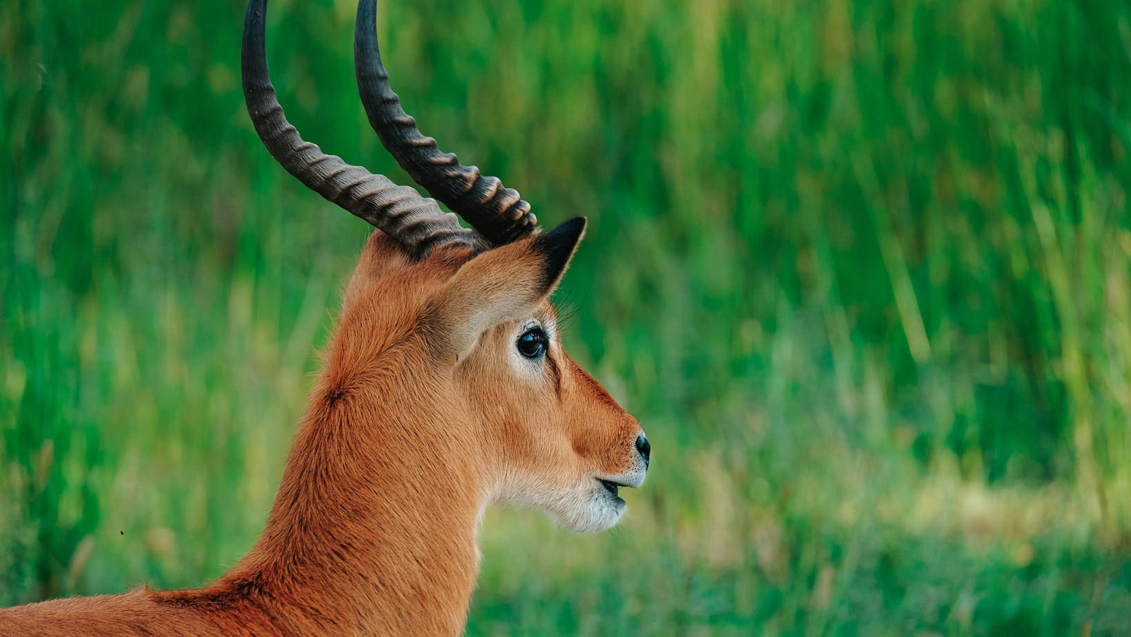 exlplore-kafue-blog-img8752