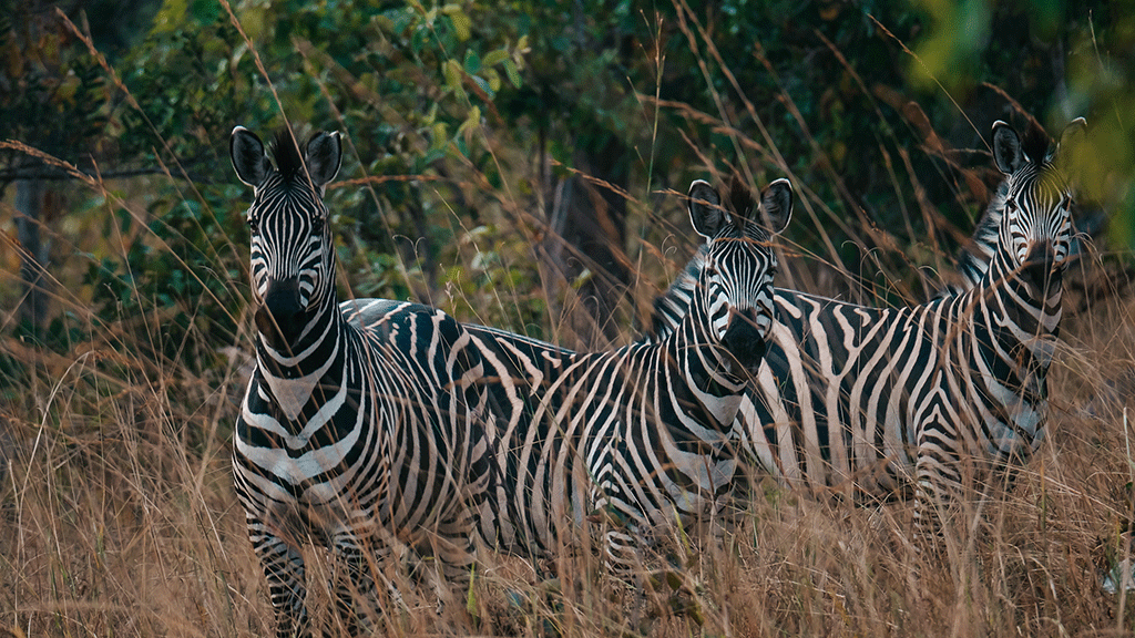 winter-safari-12