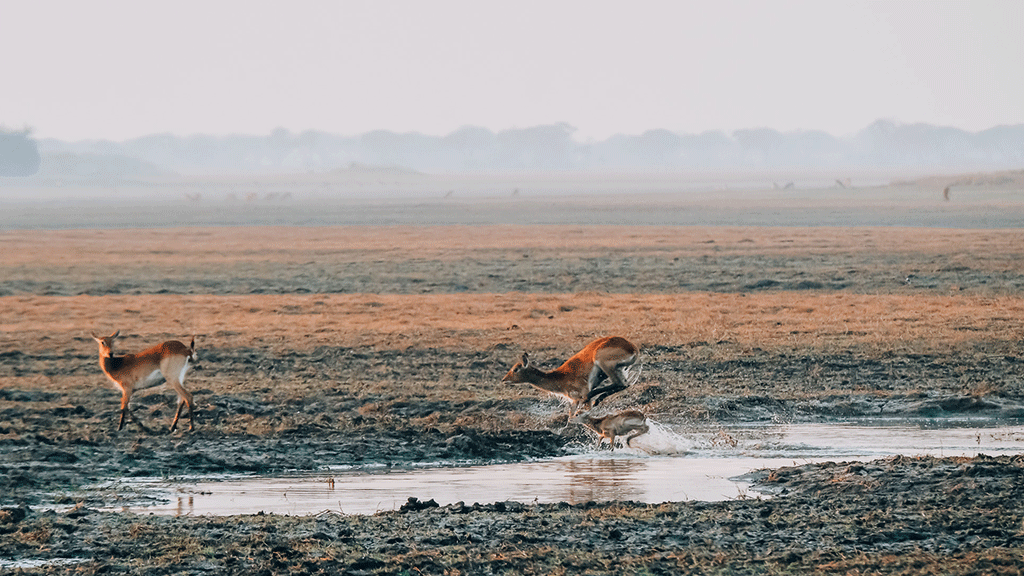 winter-safari2