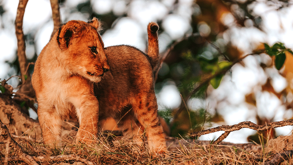 winter-safari4